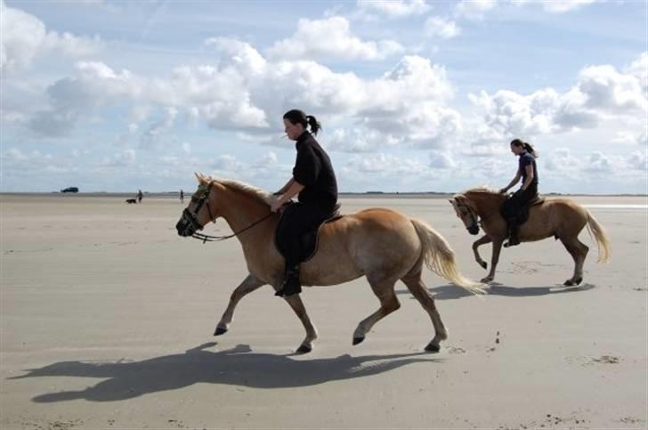 Haflinger Eizhia - man kan  næsten se hvad hun tænker = MAAAAAAD billede 2