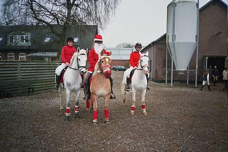 Haflinger Eizhia - hun har stadig tralt med og kigge på andre ting billede 3
