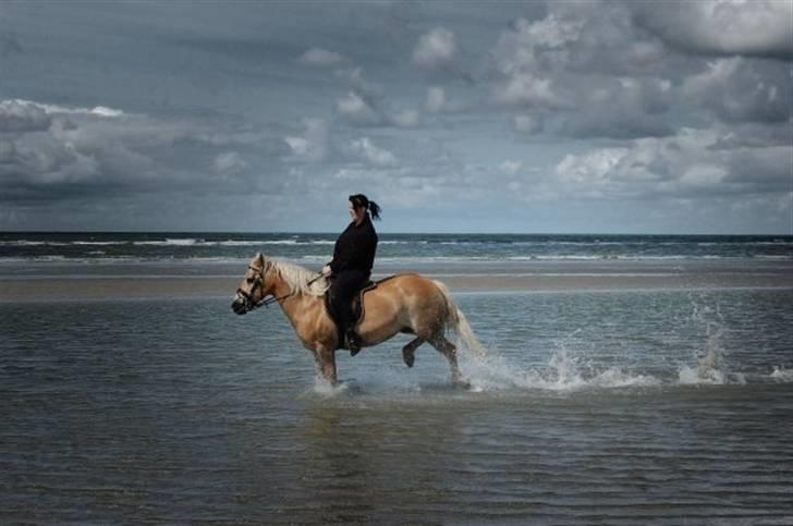 Haflinger Eizhia - lidt komisk billed :) billede 4
