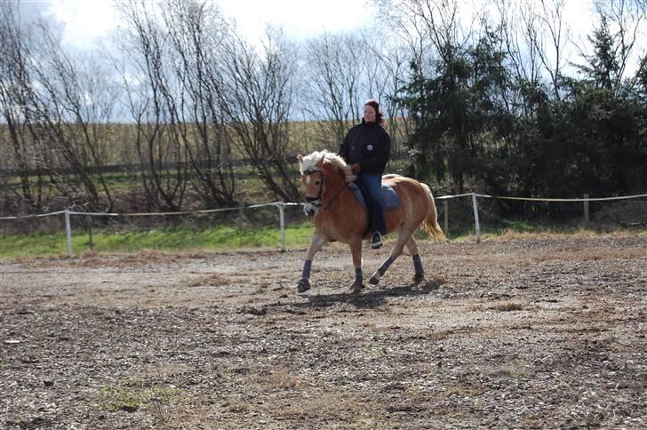 Haflinger Eizhia - hun går bare fint. foto : victoria billede 5