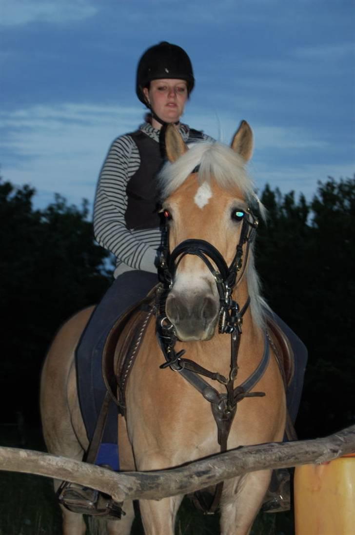 Haflinger Eizhia - **nyt** smukke pi´e billede 6