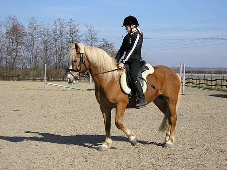 Haflinger Gordon (SOLGT) <3 - da han liqe var kommet ud på Fmr. -Foto: Min far billede 2