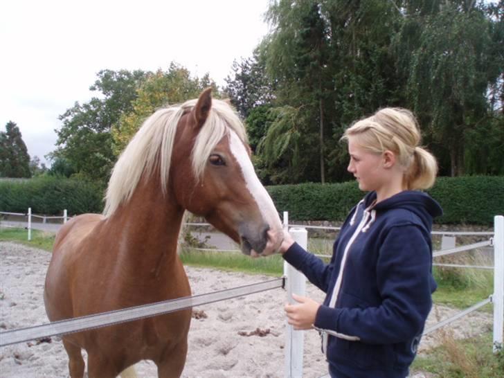 Haflinger Gordon (SOLGT) <3 - d. 8/9-07 ude og se gogge for første gang siden han blev solgt :´( billede 3
