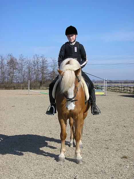 Haflinger Gordon (SOLGT) <3 - på FMR jeg ser jo meget mærkelig ud men lige meget Gogge er jo Smuk -Foto: Min far billede 4