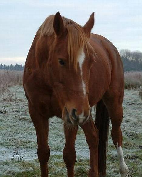 DSP Miss Freja billede 1