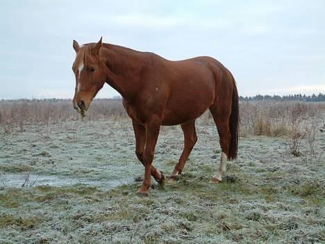 DSP Miss Freja billede 3