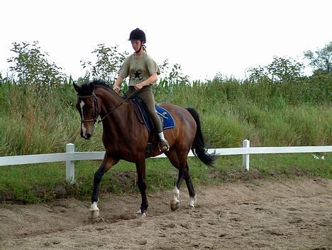 Dansk Varmblod Cor de'Light (Comet) - Lidt dressur billede 1