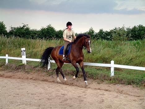 Dansk Varmblod Cor de'Light (Comet) - Igen lidt dressur billede 2