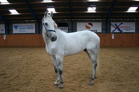 Hannoveraner Shadowfax billede 1