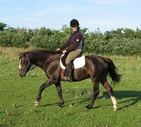 Connemara Frederik af Tinghøjgård - første gang med rytter..så sød :) 3 år gammel billede 3