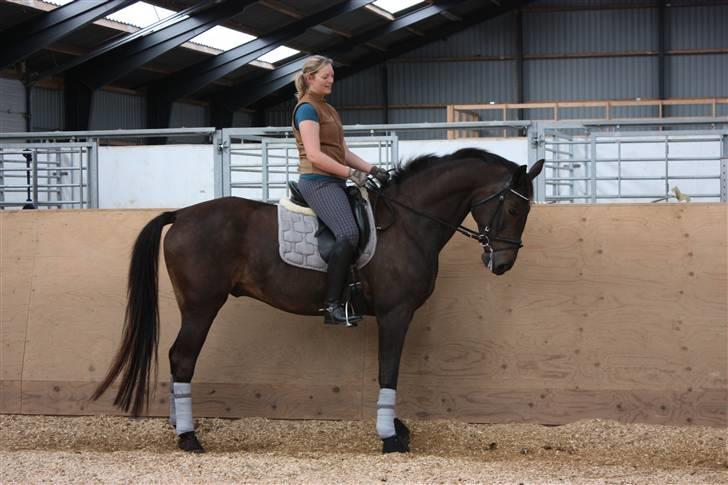 Trakehner FM´s Winnietou *Solgt* billede 1