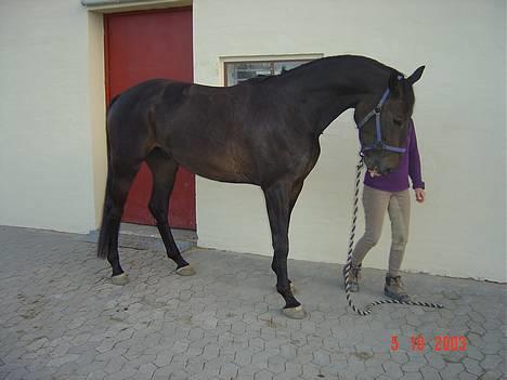 Trakehner FM´s Winnietou *Solgt* - En måneds tid efter hans nyreslag. Han var ved at blive fedet op igen. billede 2