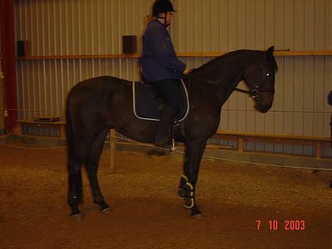 Trakehner FM´s Winnietou *Solgt* - Træning i ridehuset. Det blev nu mest til snak. He he! billede 3