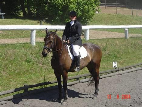 Trakehner FM´s Winnietou *Solgt* - Stævne i SBR billede 4