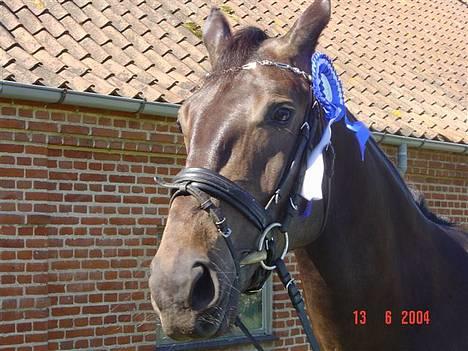 Trakehner FM´s Winnietou *Solgt* - WimZe´s første sløjfe billede 5