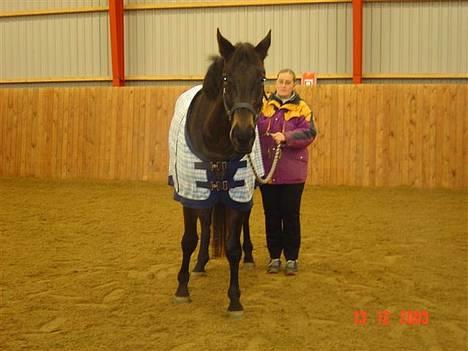 Trakehner FM´s Winnietou *Solgt* - Jordtræning i ridehuset december 2003 billede 6