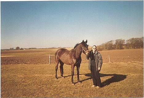 Trakehner FM´s Winnietou *Solgt* - Sådan så Winnietou ud den dag jeg fik ham. Der er virkelig sket noget siden den gang!! billede 7