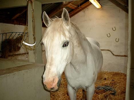 Shagya Araber (SH) Mistral (Mulle) <3 afgået ved døden :'( billede 3