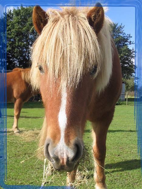 Islænder Vægir Fra Lønne - Mmmm... smager godt! billede 6