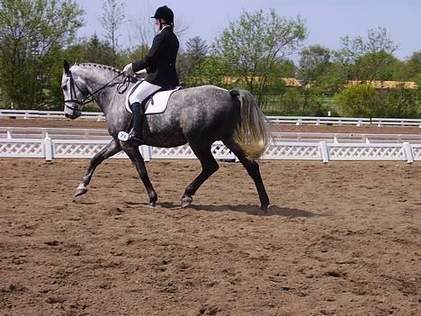 Dansk Varmblod Candis - Middeltrav i en LA3 til stævne i Ribe den 15. maj 2005 billede 1