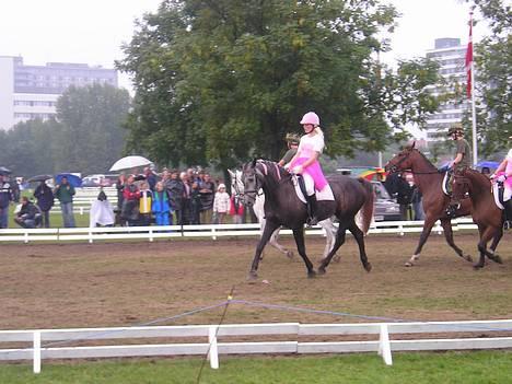 Dansk Varmblod Candis - Candis til DM i kvadrille 2003 billede 4