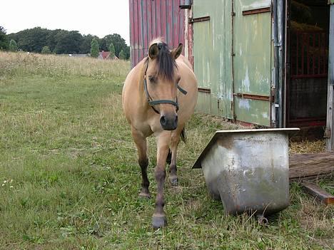 Anden særlig race Stella Elsk' dig <solgt> - *NYT* Her er hun på vej over til mig ! Hhe.. hun var rigtig dejlig og tyk ! (på besøg hos ny ejer) billede 4