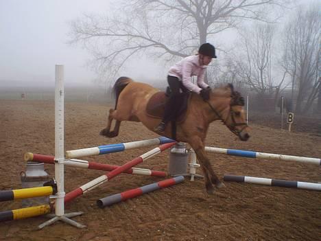 Anden særlig race Stella Elsk' dig <solgt> - springer en okser på 90 cm.. billede 8