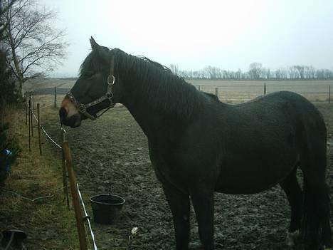 Anden særlig race Musse - Skal vi snart ind?! billede 2