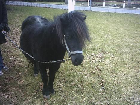 Shetlænder Mulle billede 2