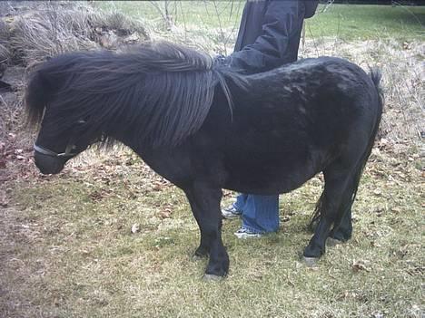 Shetlænder Mulle billede 3