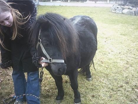 Shetlænder Mulle billede 4