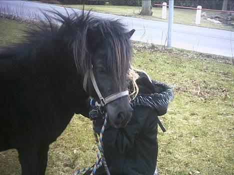 Shetlænder Mulle billede 5