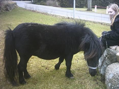 Shetlænder Mulle billede 6