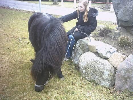 Shetlænder Mulle billede 7