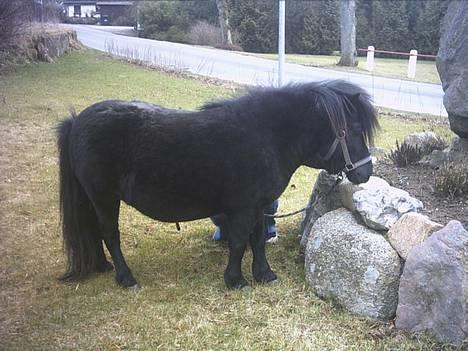 Shetlænder Mulle billede 8