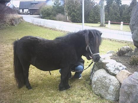 Shetlænder Mulle billede 9