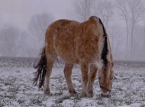 Fjordhest Lotte *død* billede 2