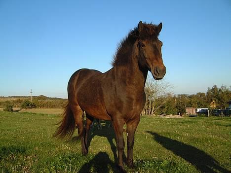 Islænder Laksi - Laksi billede 1