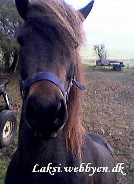 Islænder Laksi - Hej hvad laver du??? billede 2