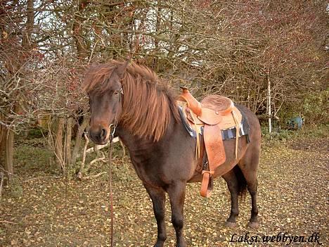 Islænder Laksi - Her som westernhest billede 3