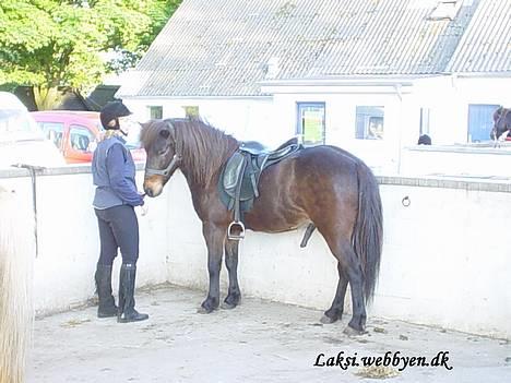 Islænder Laksi - Og her er vi til ridning, med de islandskeheste billede 4