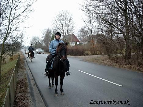 Islænder Laksi - hjemme igen fra en dejlig forårstur billede 5