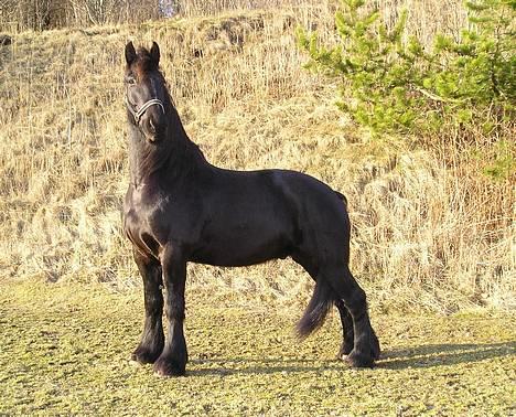 Frieser Sander van stal matjeskol billede 1