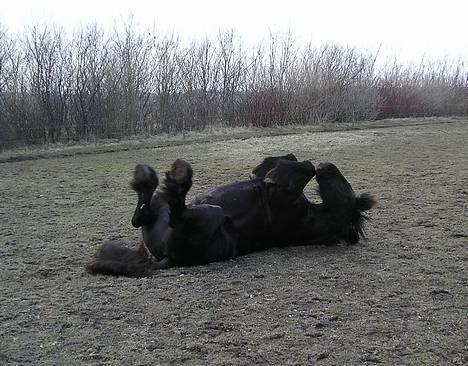 Frieser Sander van stal matjeskol billede 2