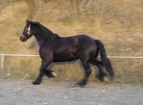 Frieser Sander van stal matjeskol billede 3