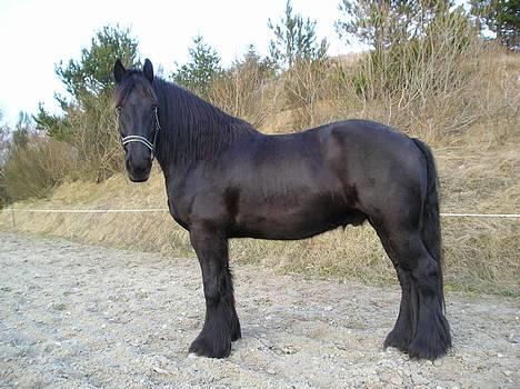 Frieser Sander van stal matjeskol billede 4