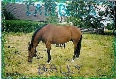 Dansk Varmblod  Lalibella Bally /Kamelen billede 6