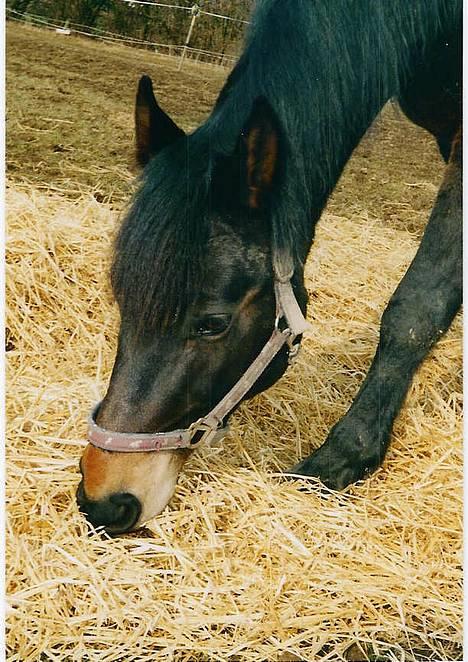 Anden særlig race Musse - nærbillede af Musses søde hoved billede 4