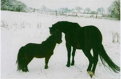 Anden særlig race Musse - Trold og Musse taler sammen i sneen billede 6