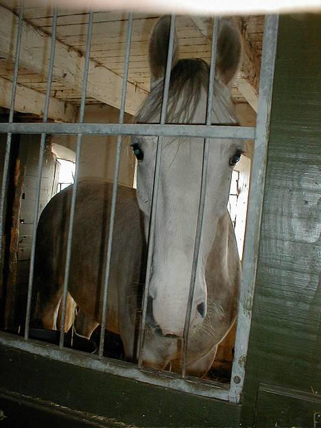Anden særlig race Janus - Hej du der, luk lige mig ud*gg* billede 1